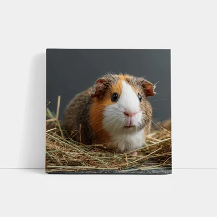 Tricolor Guinea Pig Sitting In Hay