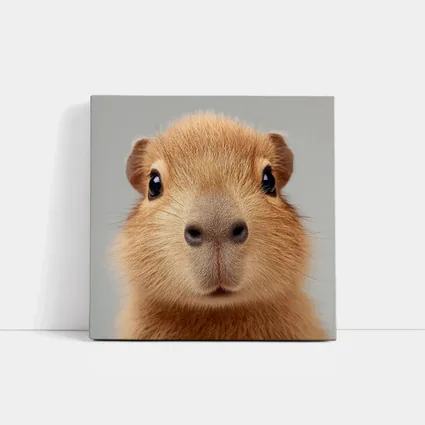 Capybara Close Up Portrait Gray Background