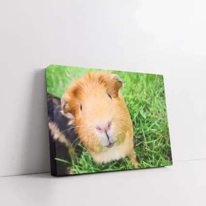 Guinea Pig Close Up Green Grass Background