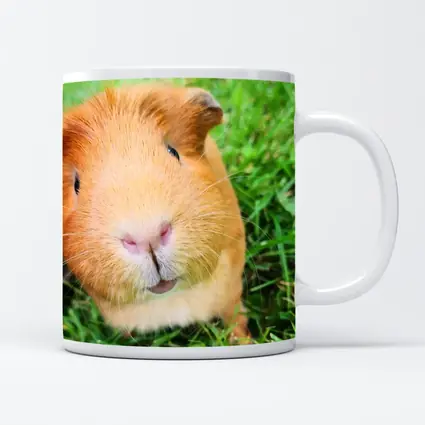 Guinea Pig Close Up Green Grass Background