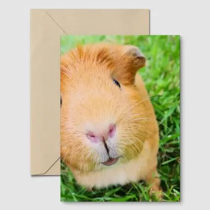 Guinea Pig Close Up Green Grass Background