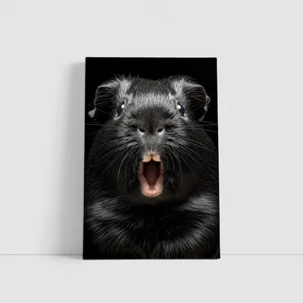 Black Guinea Pig Open Mouth Dark Background