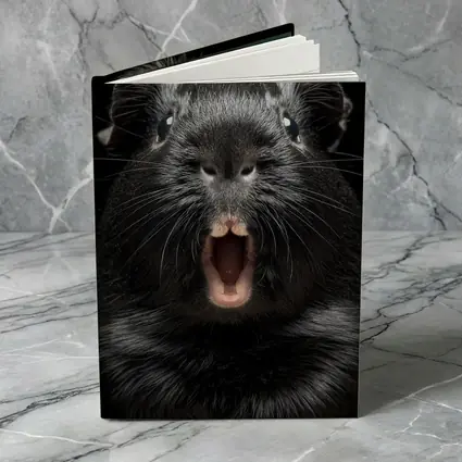 Black Guinea Pig Open Mouth Dark Background