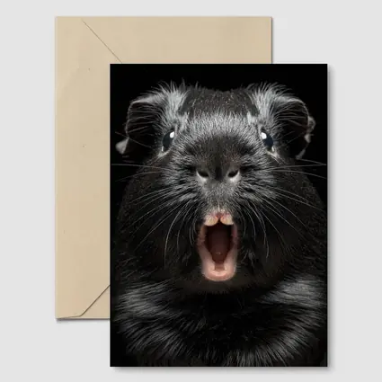 Black Guinea Pig Open Mouth Dark Background