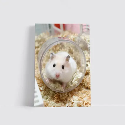 White Hamster Sitting Inside Clear Ball