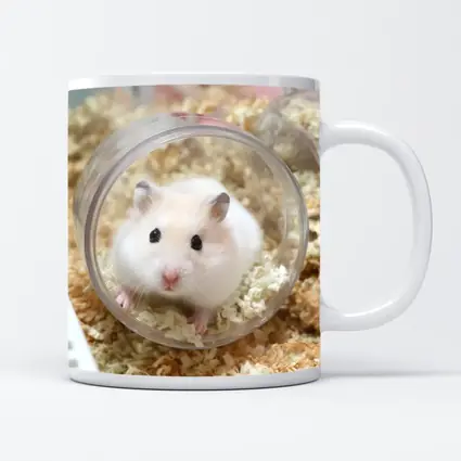 White Hamster Sitting Inside Clear Ball