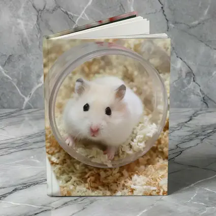 White Hamster Sitting Inside Clear Ball