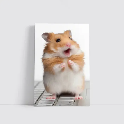 Surprised Hamster Standing On Keyboard White