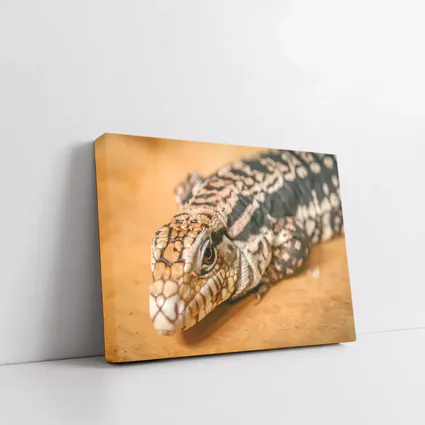 Argentine Black White Tegu Lizard Wood