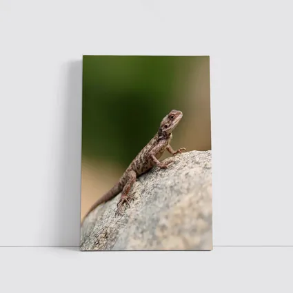 Brown Lizard Perched On Rock Outdoors