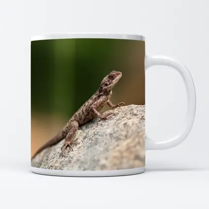 Brown Lizard Perched On Rock Outdoors