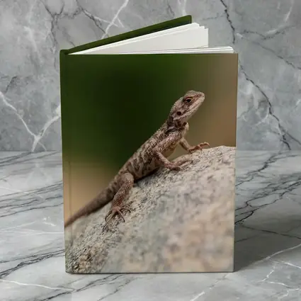 Brown Lizard Perched On Rock Outdoors