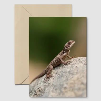 Brown Lizard Perched On Rock Outdoors