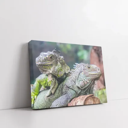 Two Green Iguanas Resting on Wood
