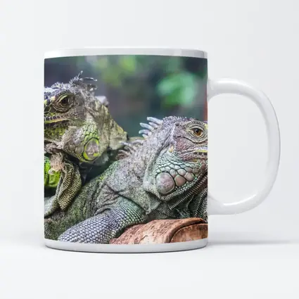 Two Green Iguanas Resting on Wood