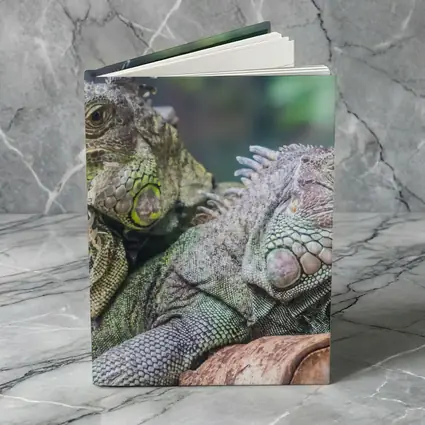 Two Green Iguanas Resting on Wood