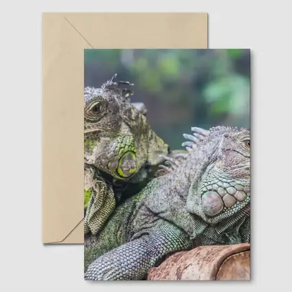 Two Green Iguanas Resting on Wood