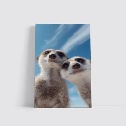 Two Meerkats Looking Up Blue Sky