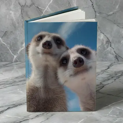 Two Meerkats Looking Up Blue Sky
