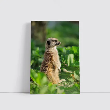 Meerkat Standing Alert In Green Foliage