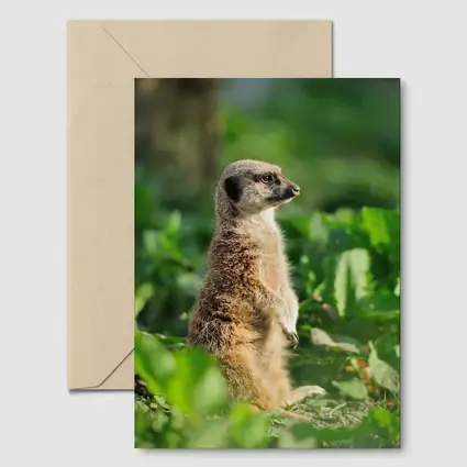 Meerkat Standing Alert In Green Foliage