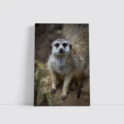 Meerkat Portrait Rocky Natural Habitat Background
