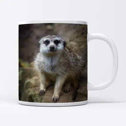 Meerkat Portrait Rocky Natural Habitat Background