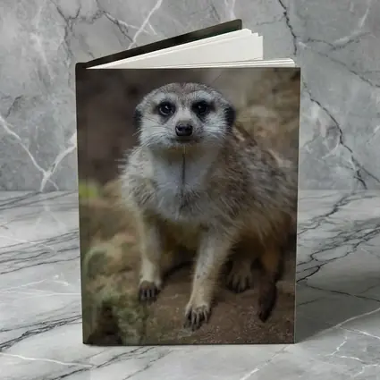 Meerkat Portrait Rocky Natural Habitat Background