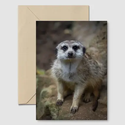Meerkat Portrait Rocky Natural Habitat Background