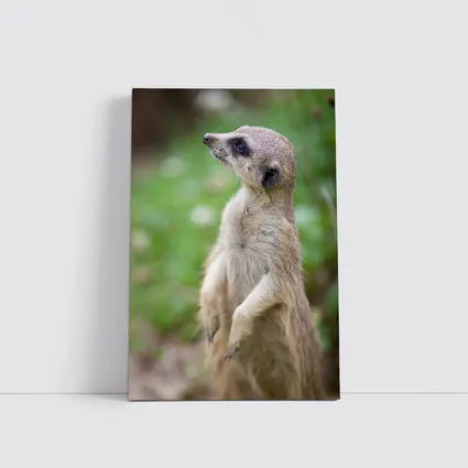 Meerkat Standing Alert Green Nature Background