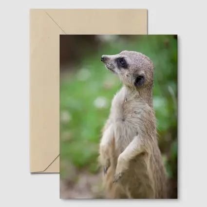 Meerkat Standing Alert Green Nature Background