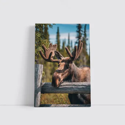 Bull Moose Resting on Wooden Fence Forest