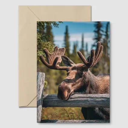 Bull Moose Resting on Wooden Fence Forest
