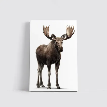 Bull Moose Standing On White Background