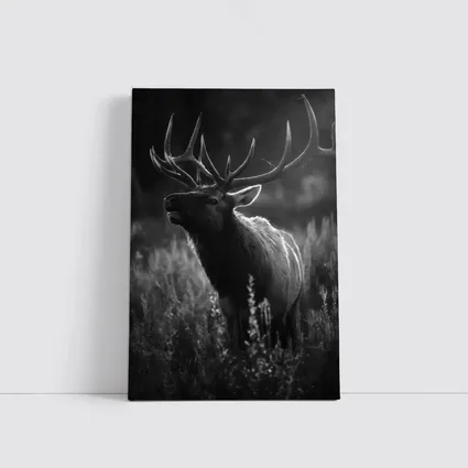 Bull Elk Standing in Dark Meadow Grass
