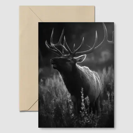 Bull Elk Standing in Dark Meadow Grass