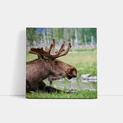 Bull Moose Resting in Green Meadow