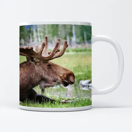 Bull Moose Resting in Green Meadow
