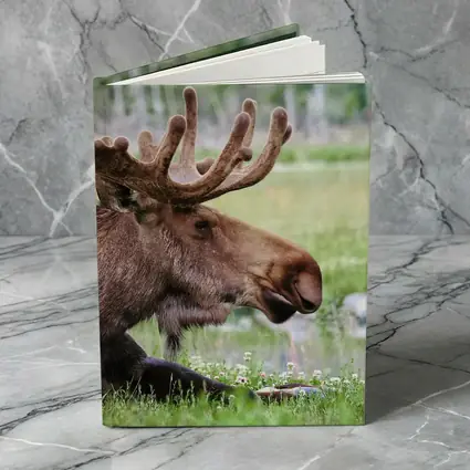 Bull Moose Resting in Green Meadow