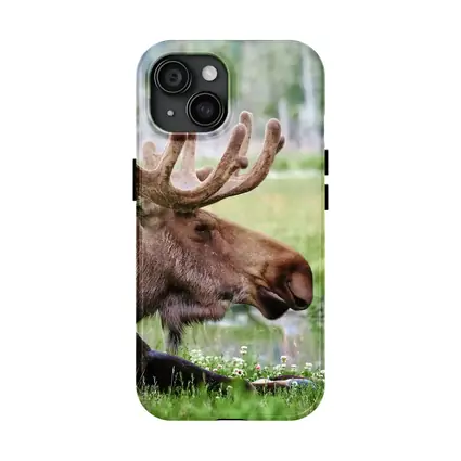 Bull Moose Resting in Green Meadow