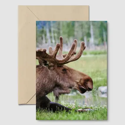 Bull Moose Resting in Green Meadow