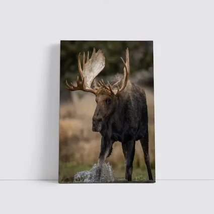 Bull Moose Splashing Water Autumn Wilderness