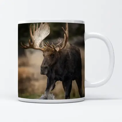 Bull Moose Splashing Water Autumn Wilderness