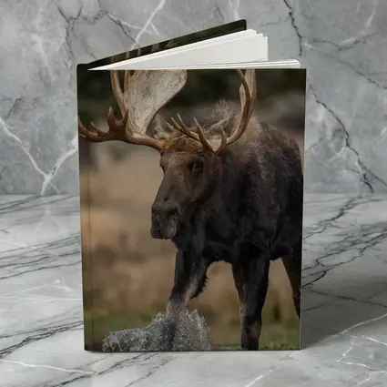 Bull Moose Splashing Water Autumn Wilderness