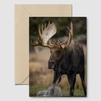 Bull Moose Splashing Water Autumn Wilderness