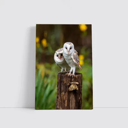 Two Barn Owls Perched On Wooden Post