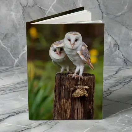Two Barn Owls Perched On Wooden Post