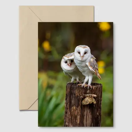 Two Barn Owls Perched On Wooden Post