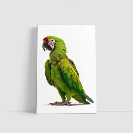 Green Military Macaw Parrot White Background