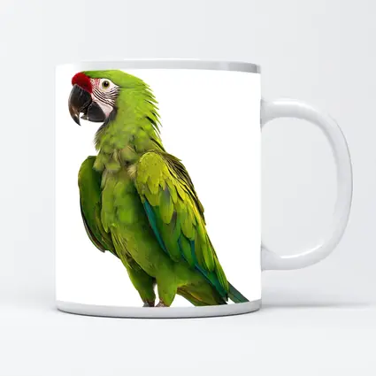 Green Military Macaw Parrot White Background